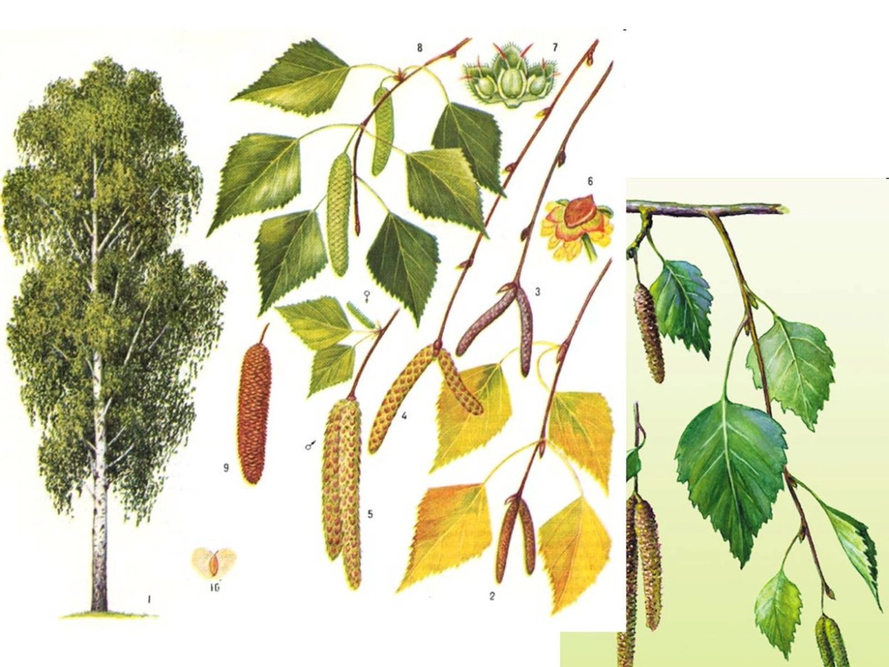 Береза паттерн