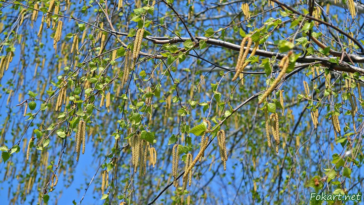 Береза повислая на белом фоне