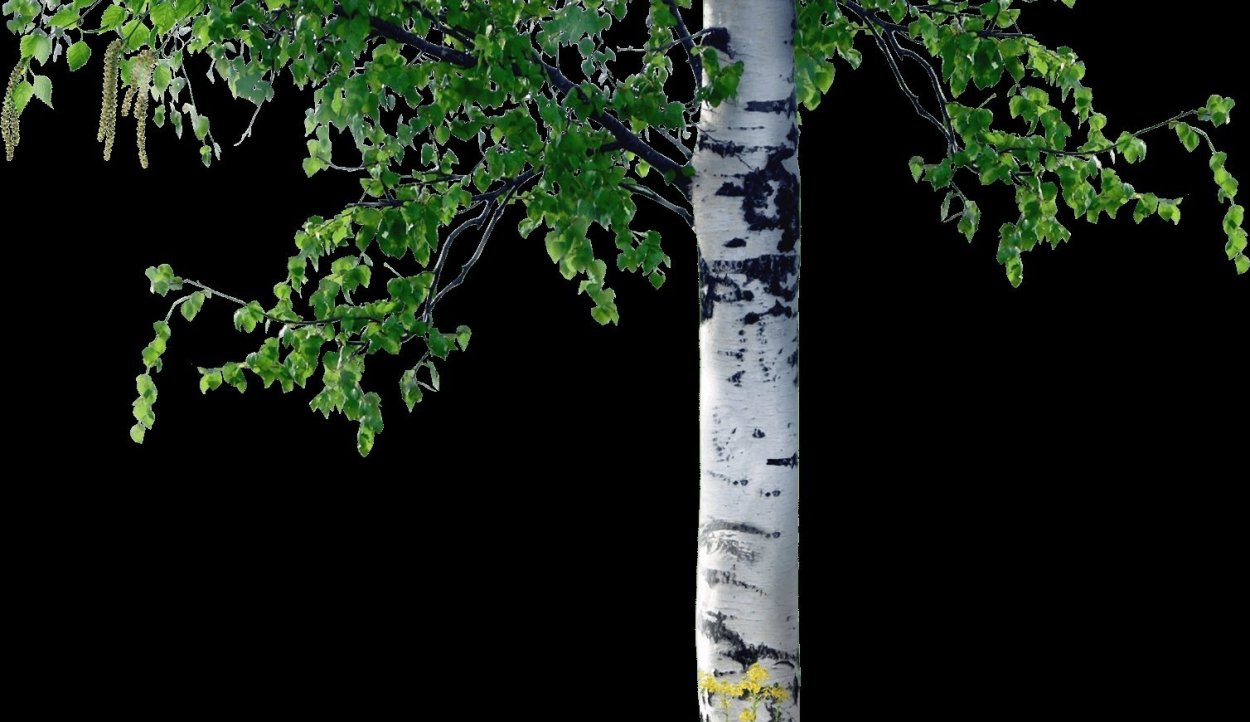 Ветви березы