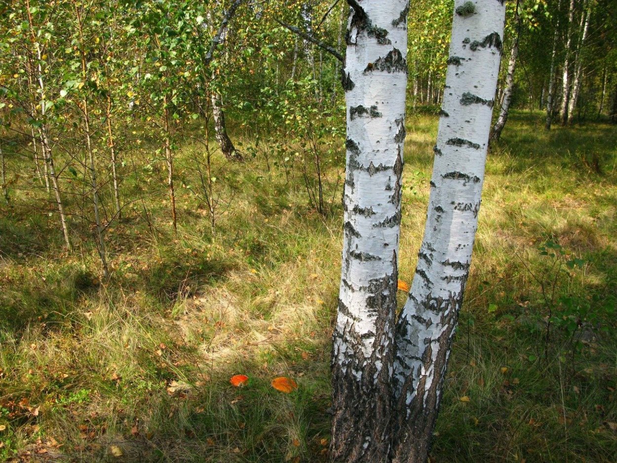 Береза повислая кора