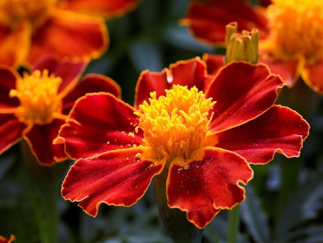 Примула ред Дарвин