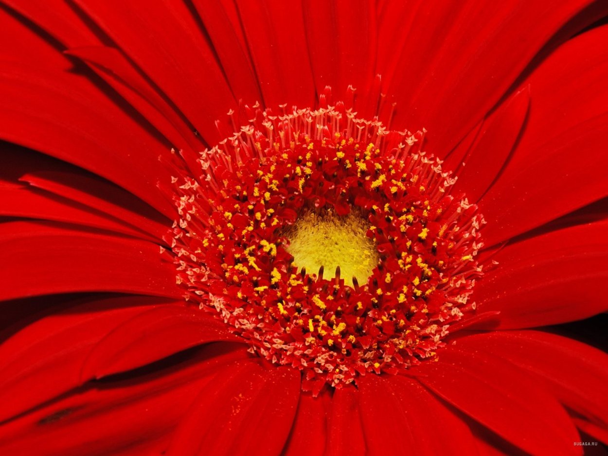 Красный цветок