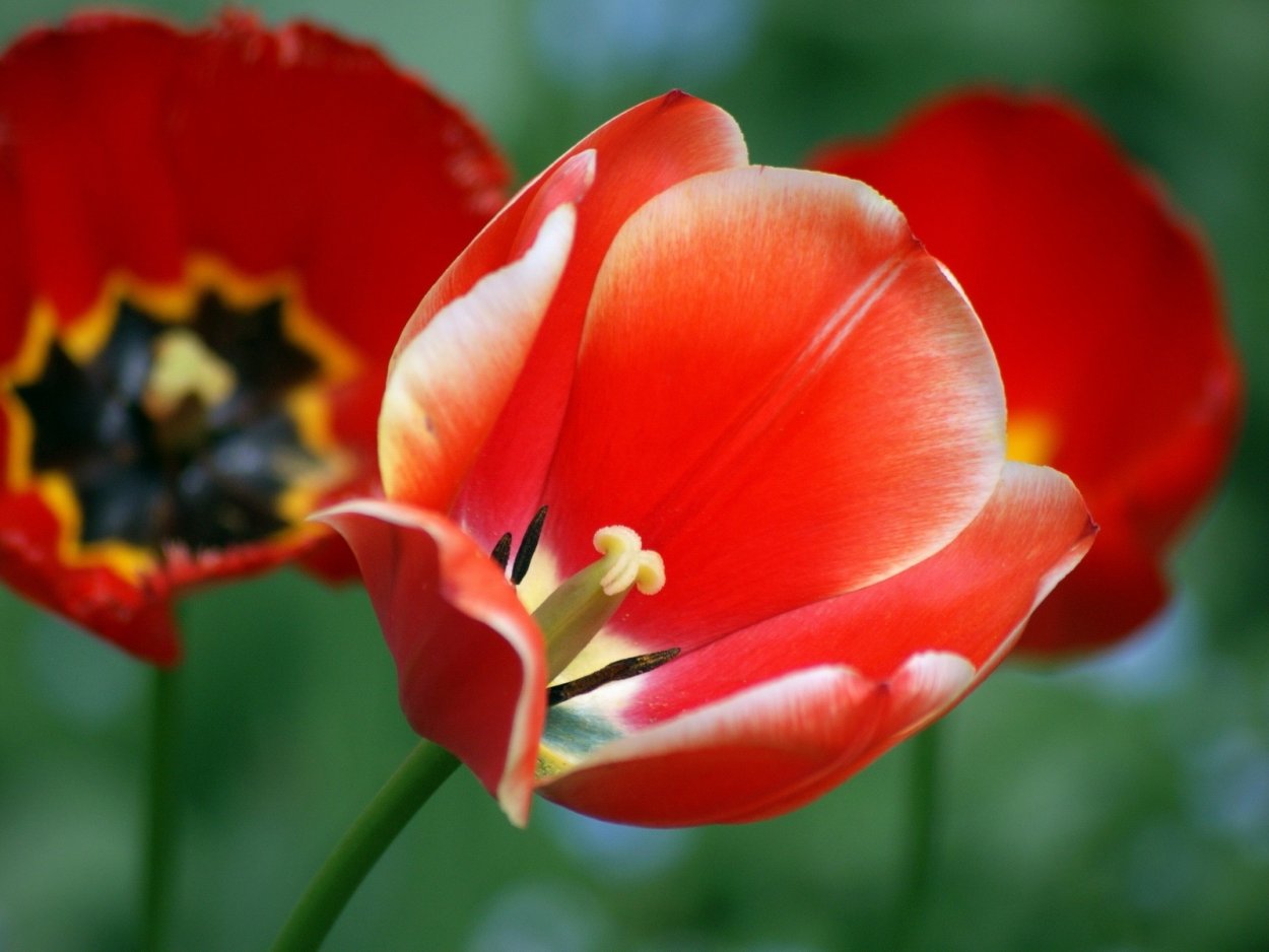 Мак Радиактум желтый