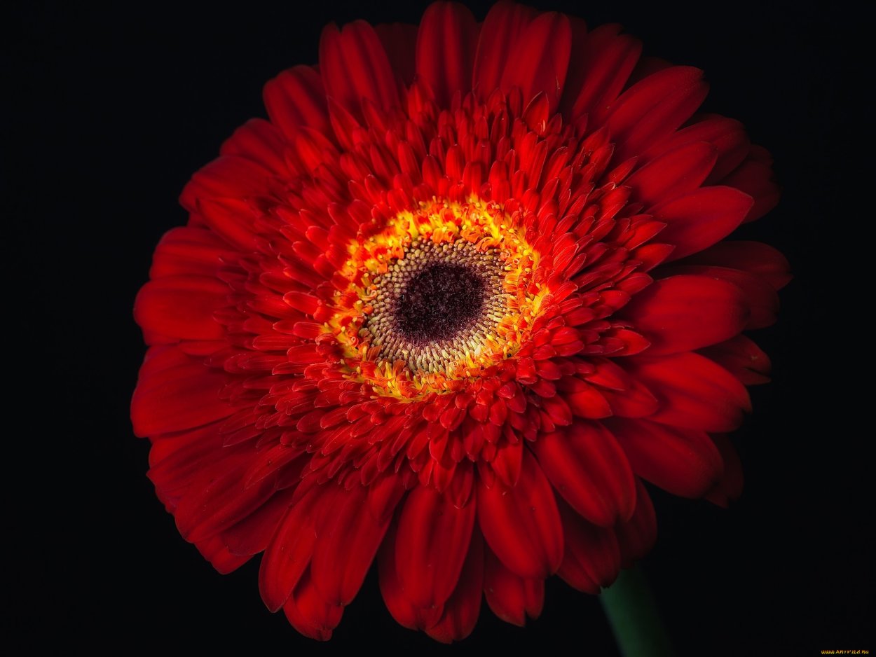 Красная плетистая роза-шиповник