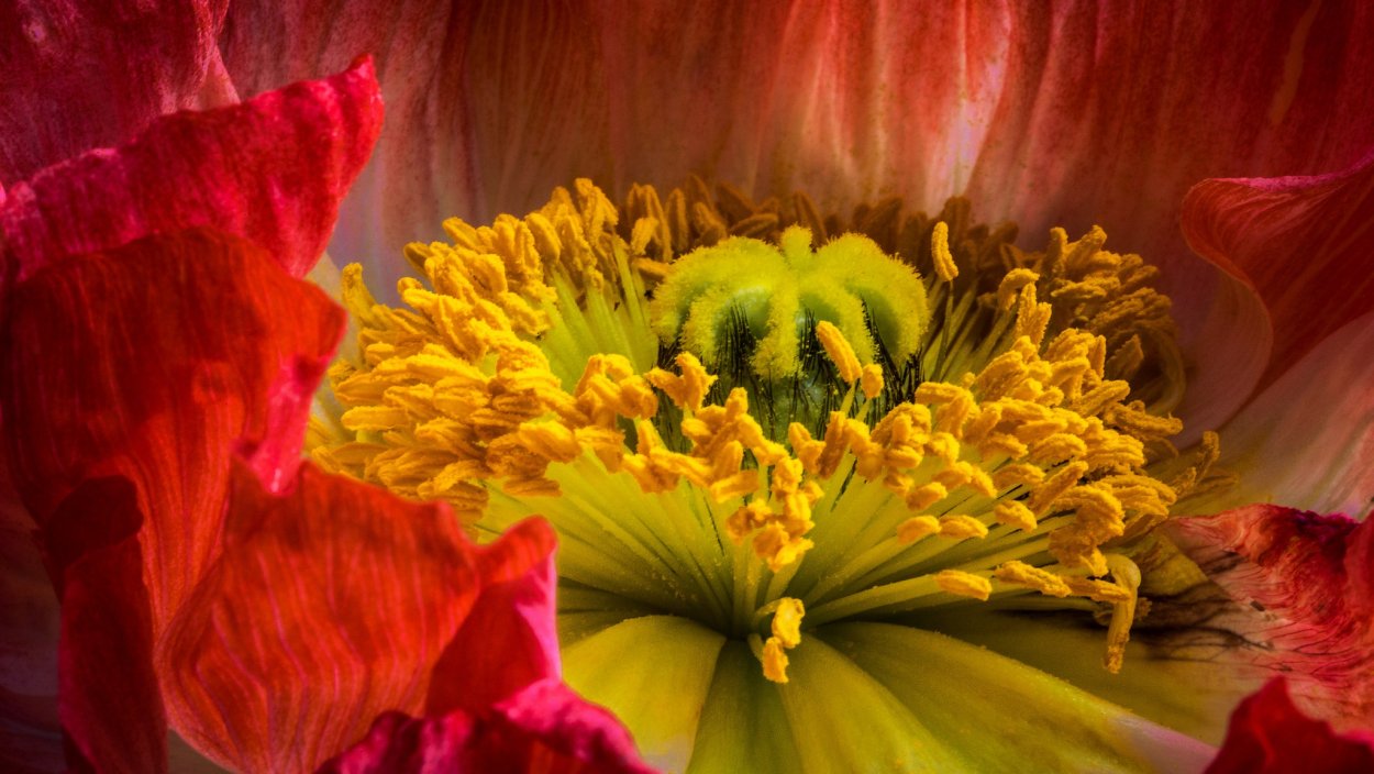 Примула обыкновенная Red