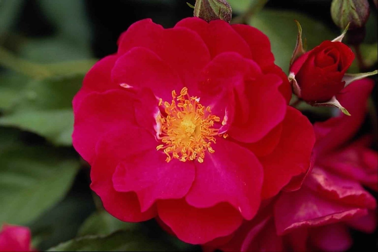 Анемоны белые с жёлтой серединкой