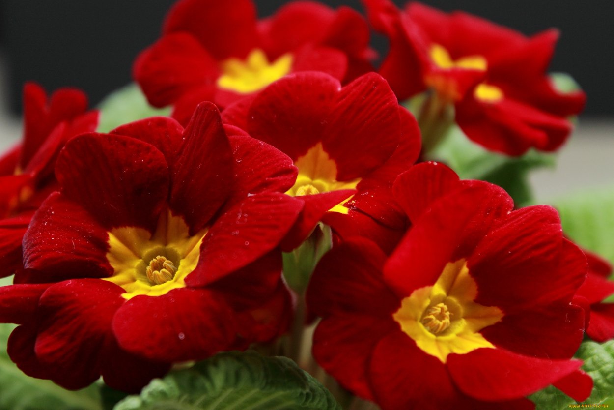 Цветы с желтой серединкой