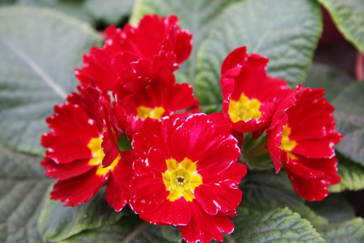 Красный цветок с тычинкой