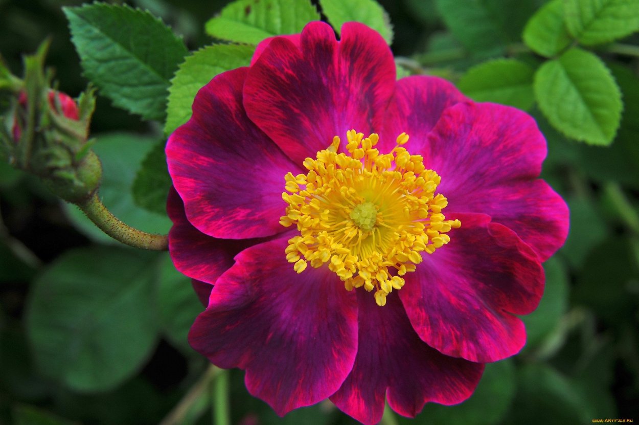 Роза ла Белль Султан