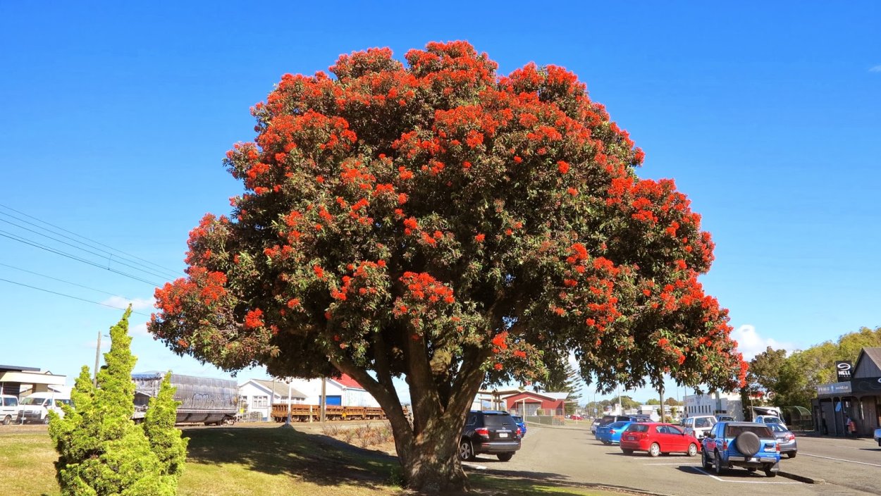 Метросидерос зонтичный