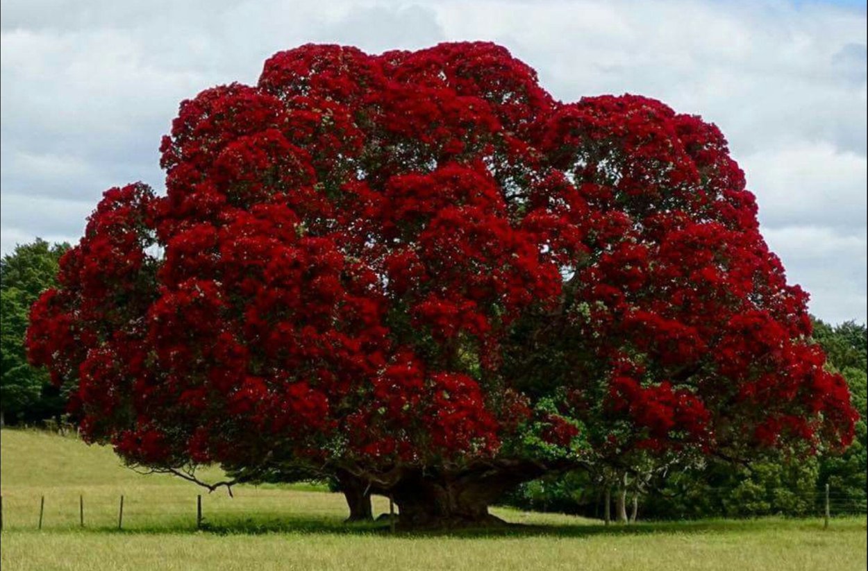 Pohutukawa pictures for Kids