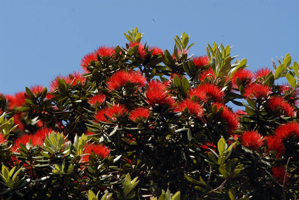 Новозеландское дерево Метросидерос