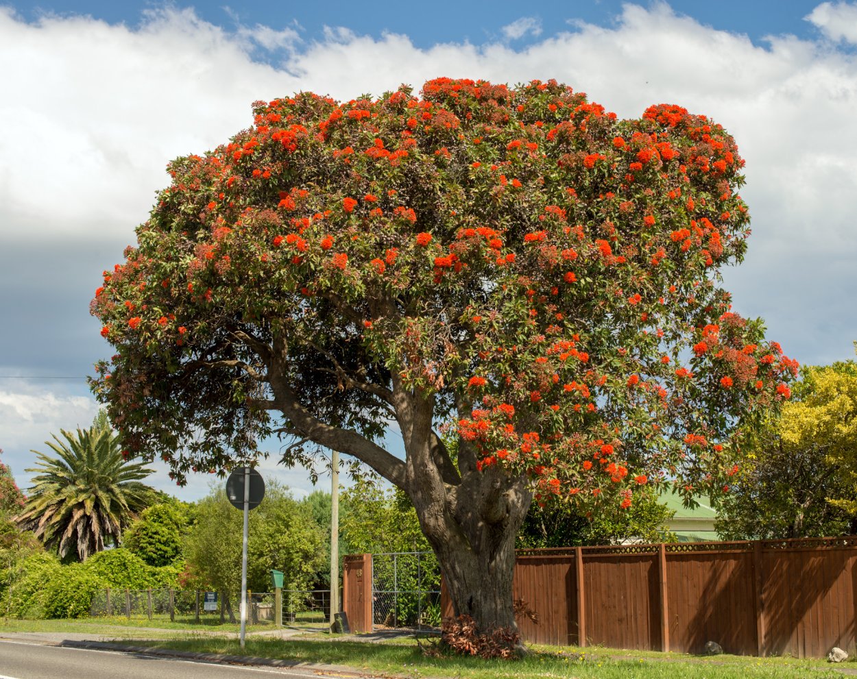 Похутукава новозеландское