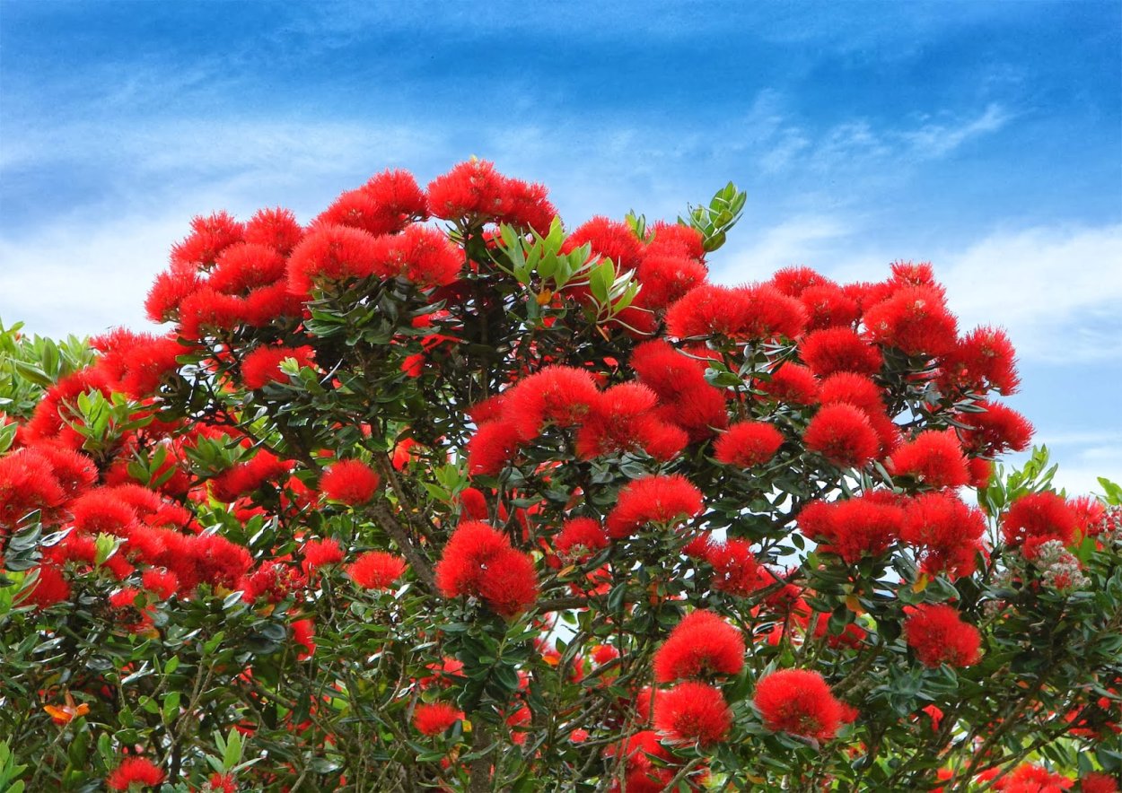 Метросидерос высокий- Похутукава- Pohutukawa