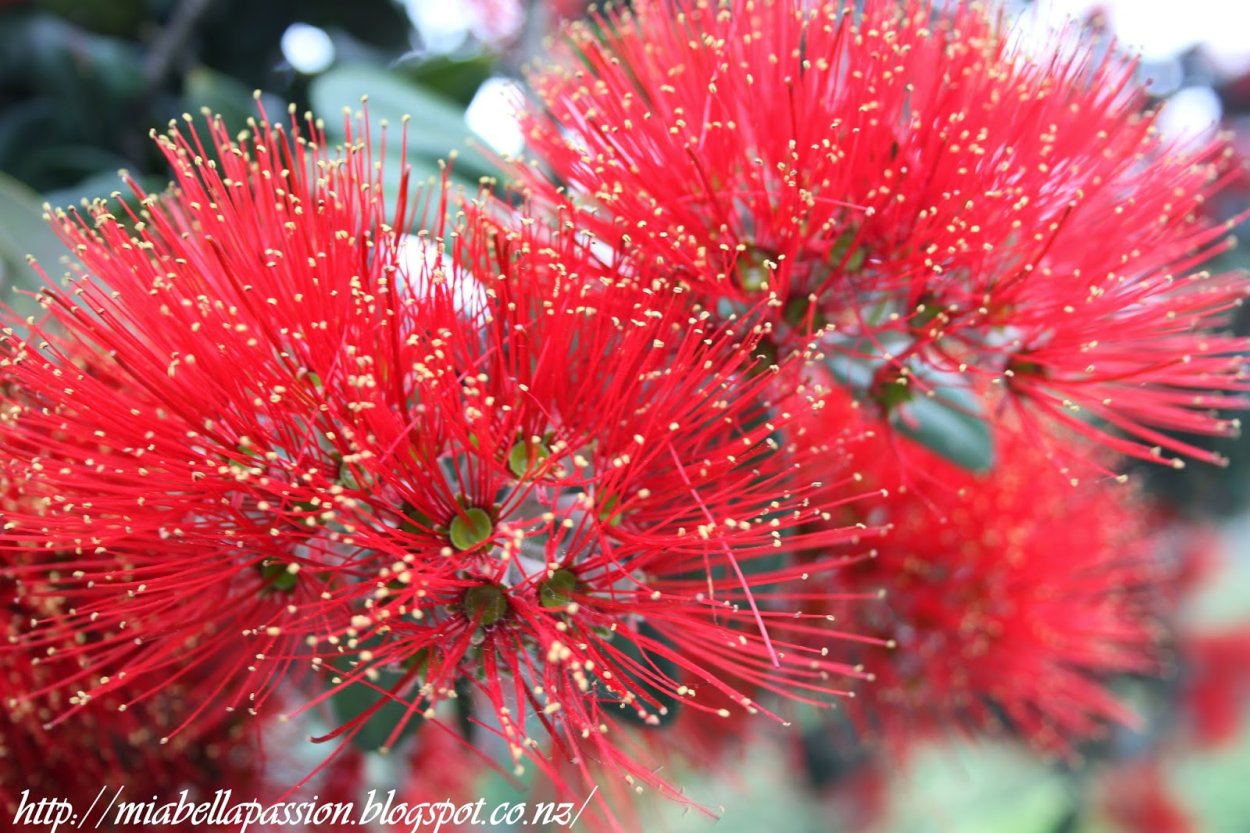 Похутукава новозеландское Рождественское дерево