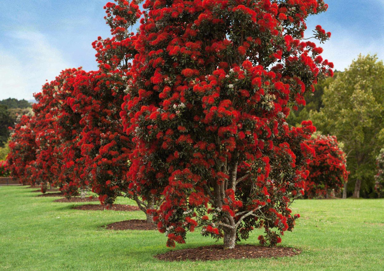 Метросидерос войлочный