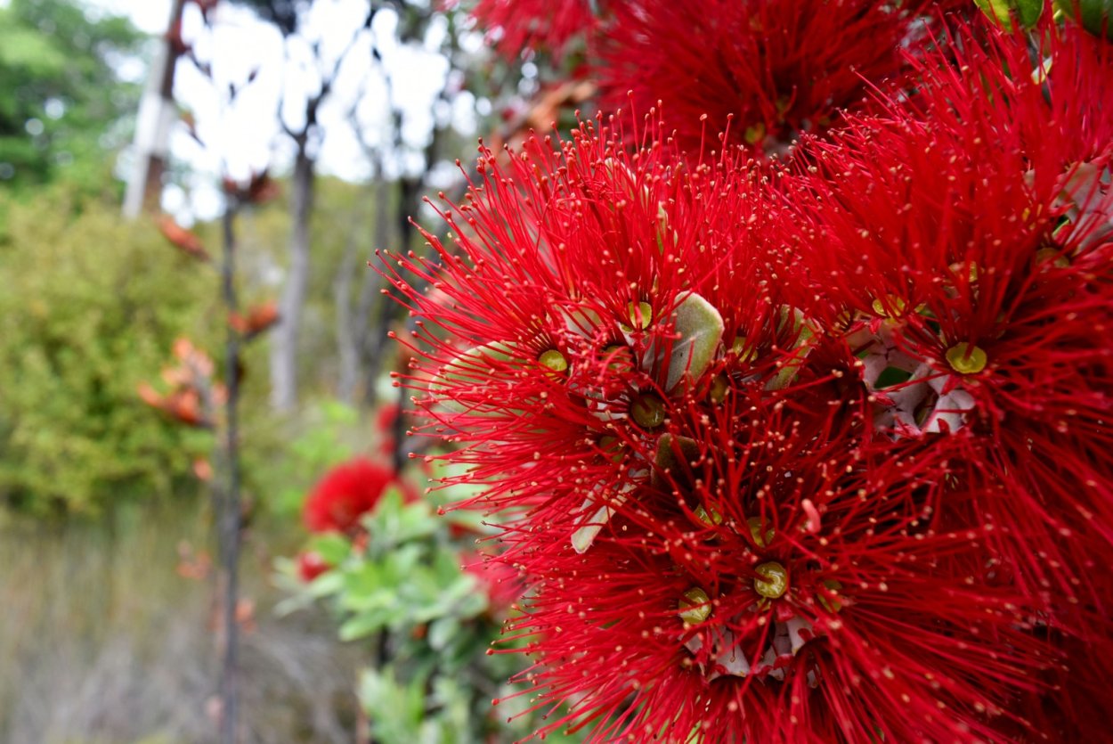 Похутукава новозеландское Рождественское дерево