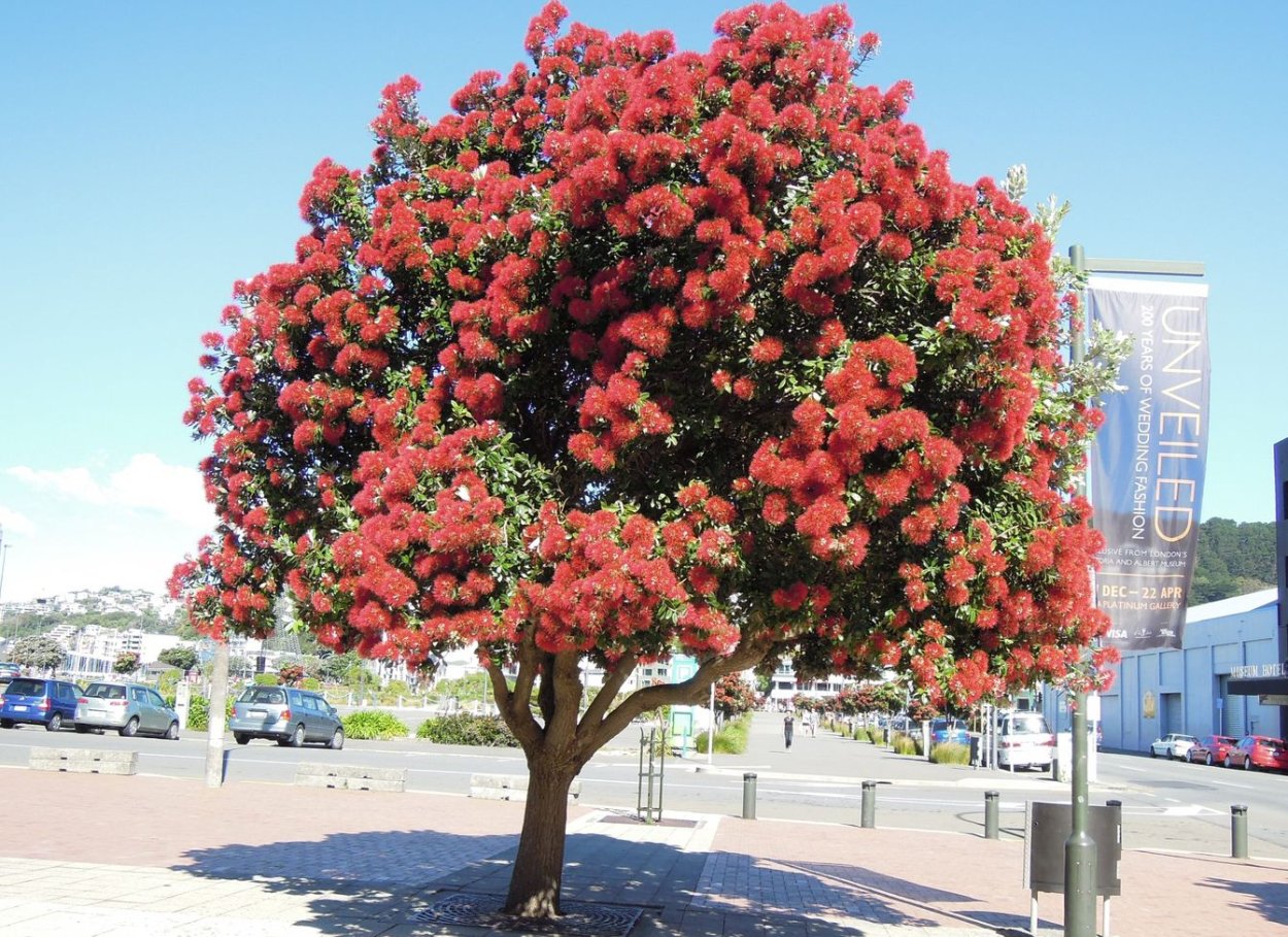 Похутукава дерево