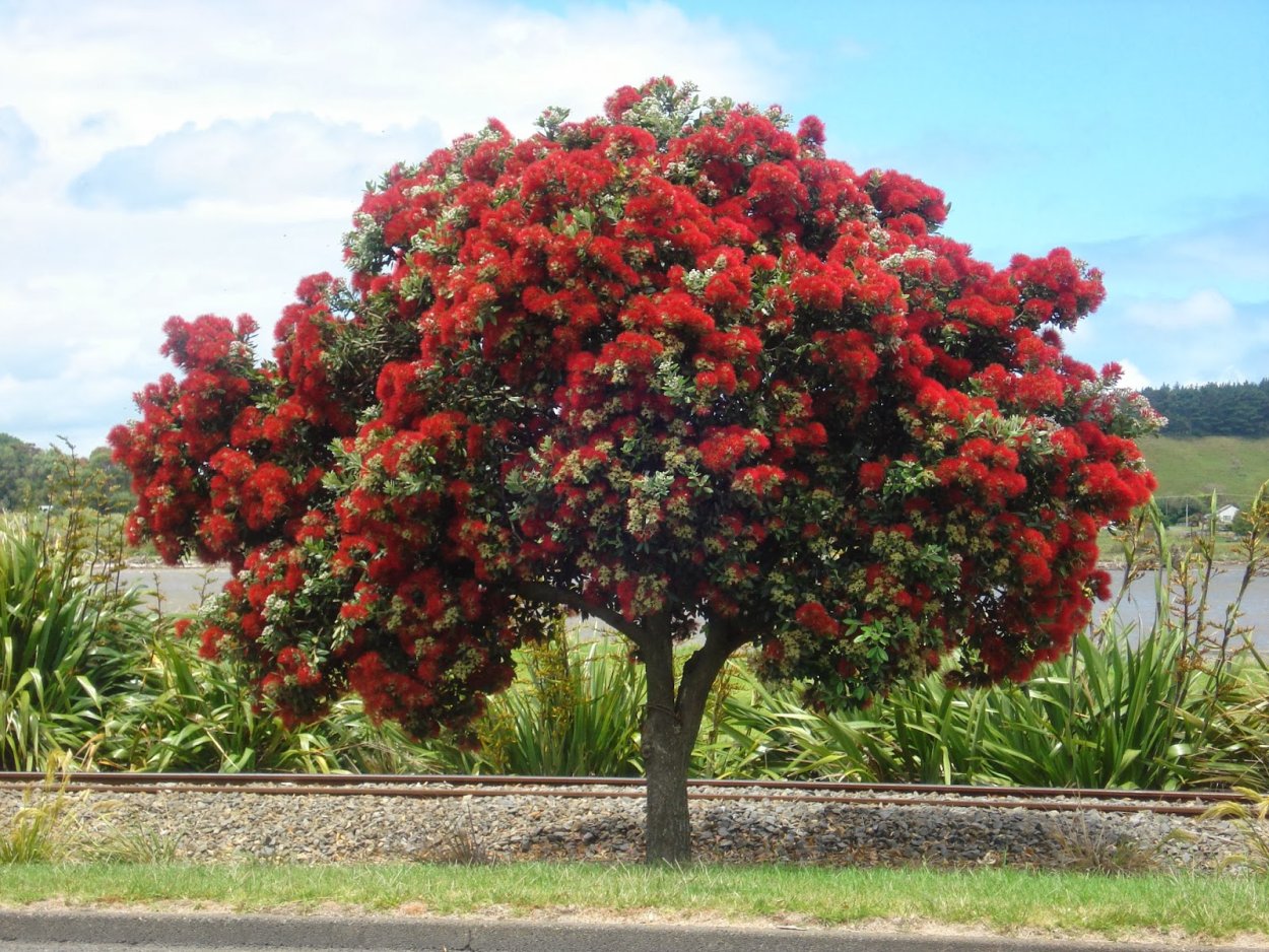 Похутукава новозеландское Рождественское дерево