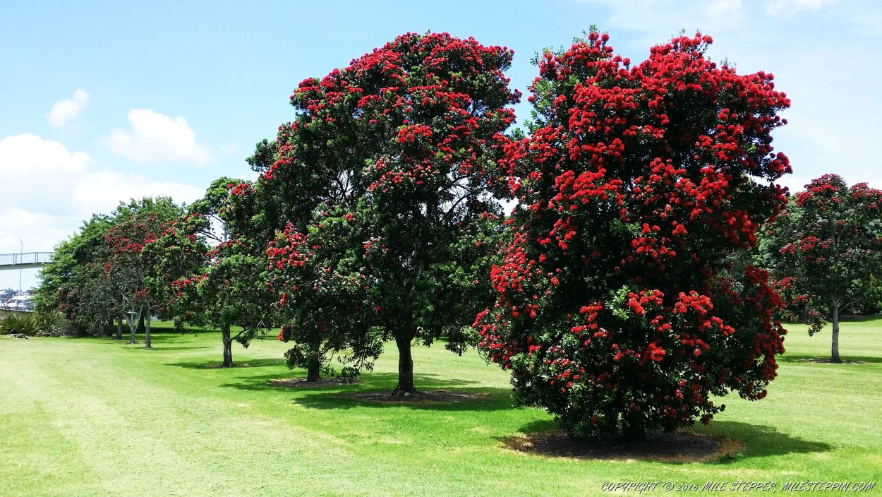 Метросидерос Рождественское дерево