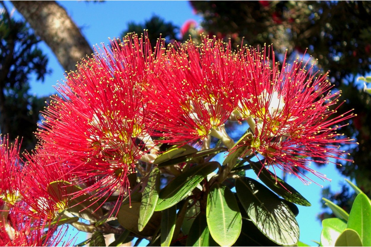 Метросидерос высокий- Похутукава- Pohutukawa