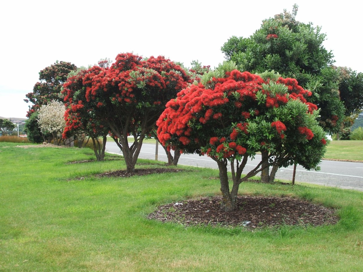 Огненное дерево Делоникс Королевский