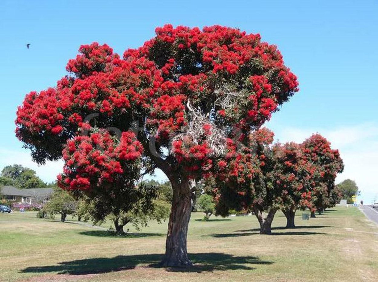 Похутукаву, новогодний