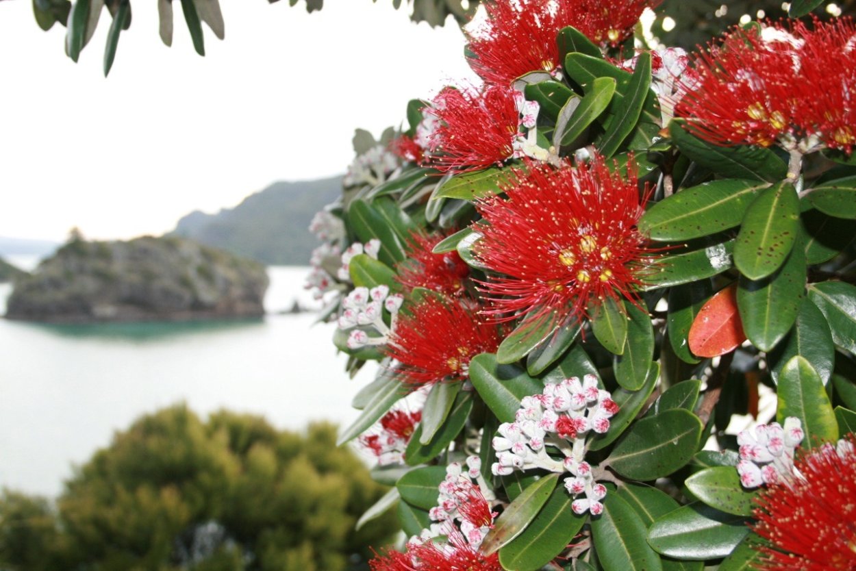 Метросидерос зонтичный