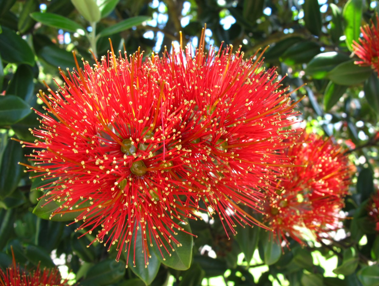 Новая Зеландия цветы Похутукава