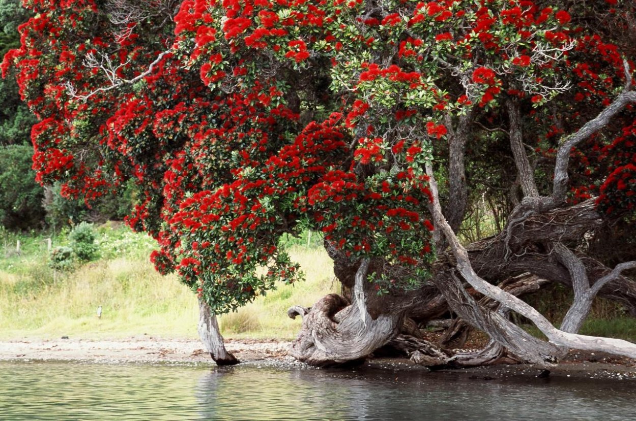 Похутукава новозеландское Рождественское дерево