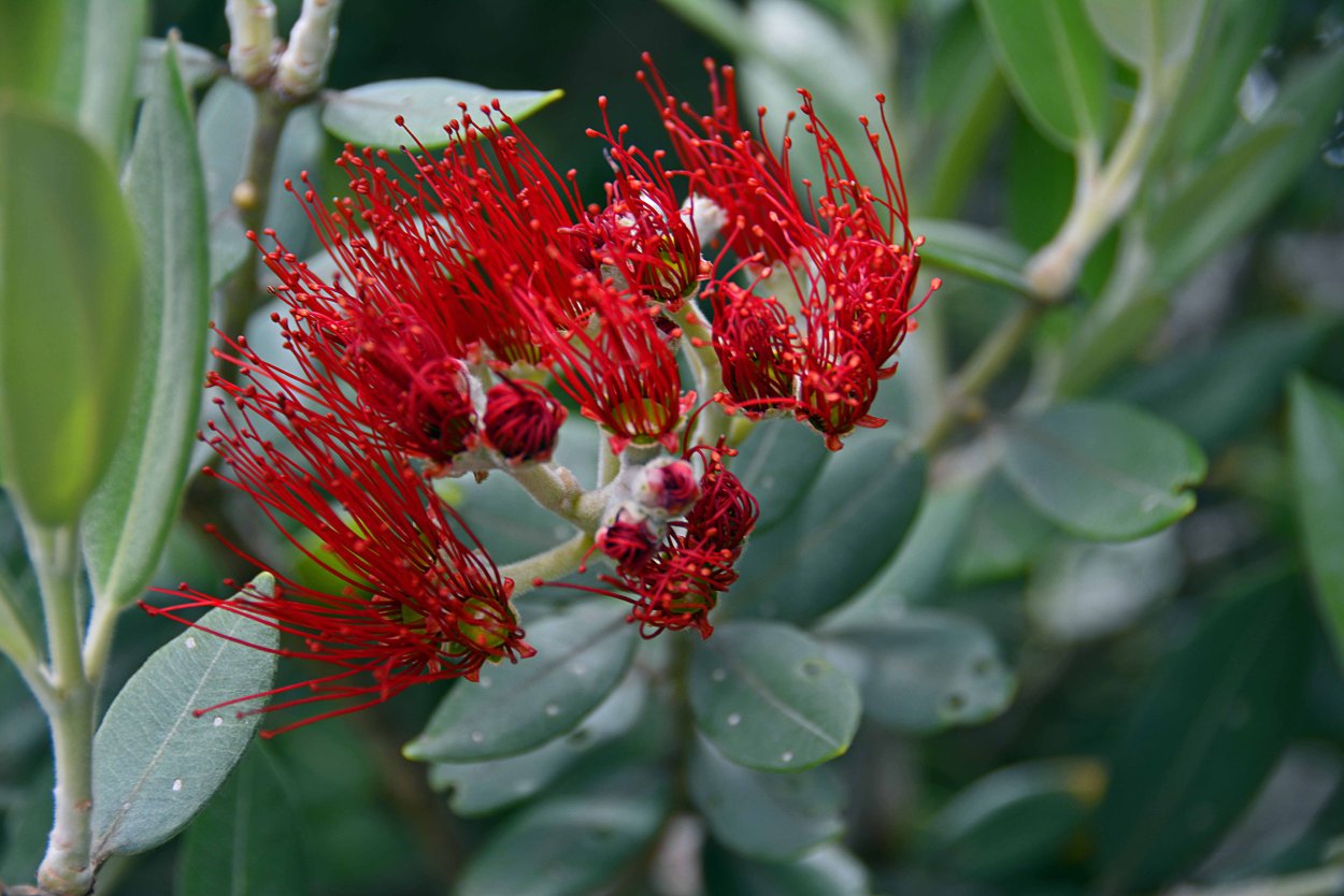 Делоникс(Фламбоян) Королевский