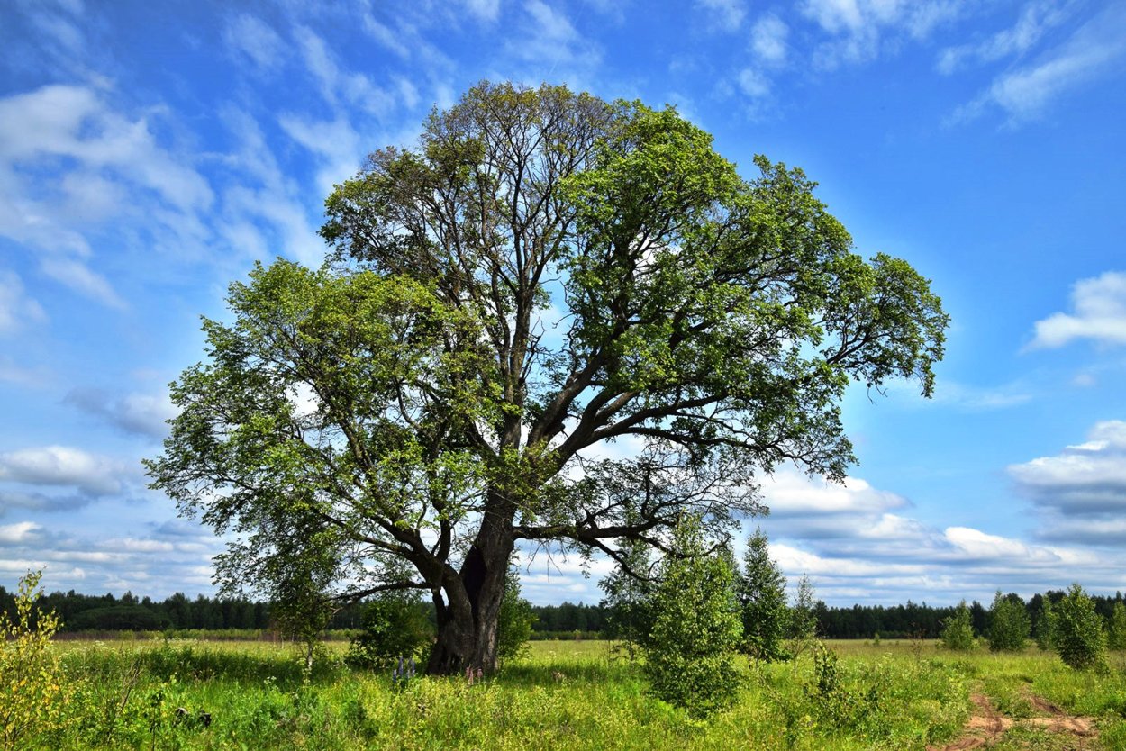 Вяз карагач