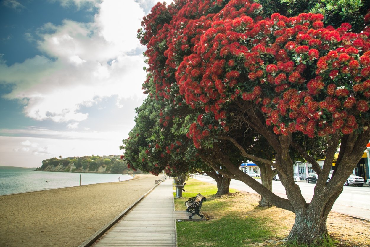 Похутукава дерево