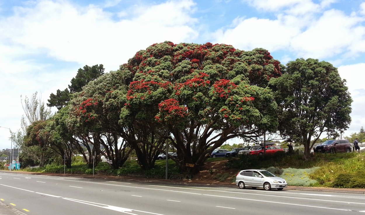 Метросидерос зонтичный