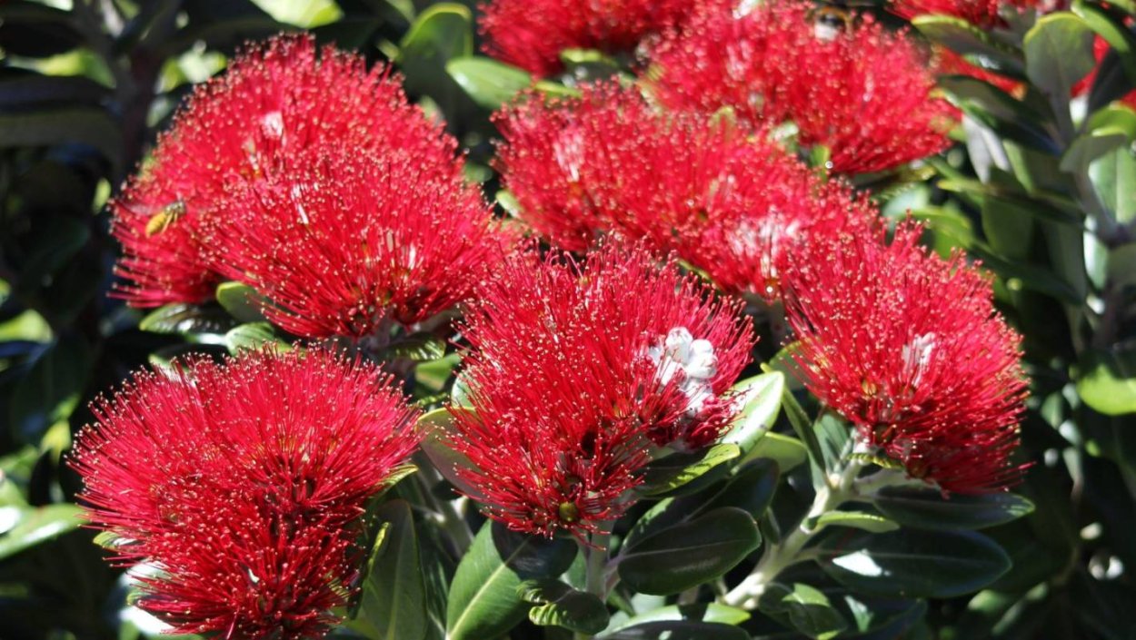 Метросидерос зонтичный