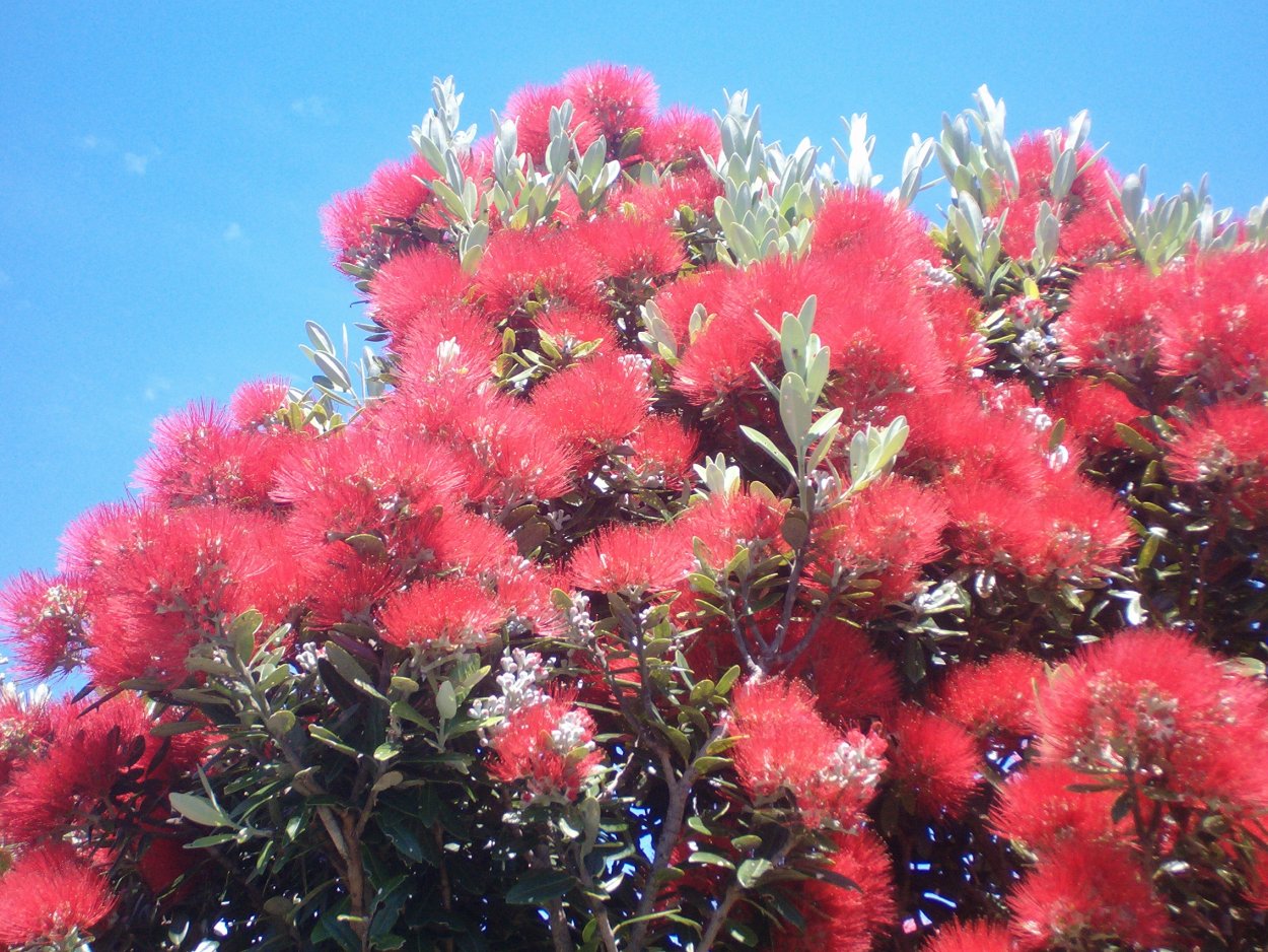 Метросидерос кермадекский