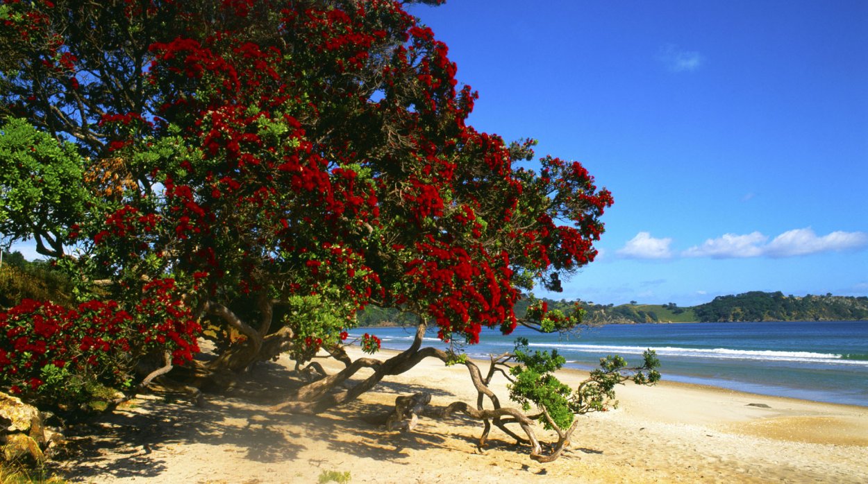Похутукава дерево