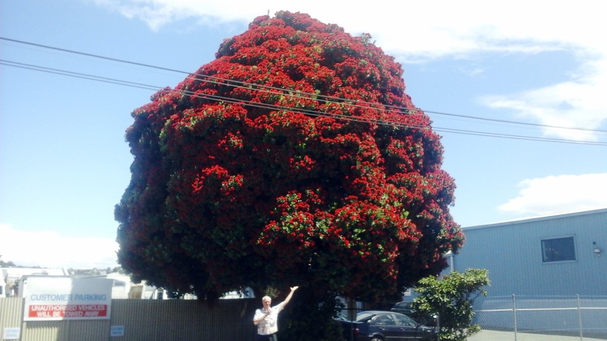 Дерево Делоникс Королевский