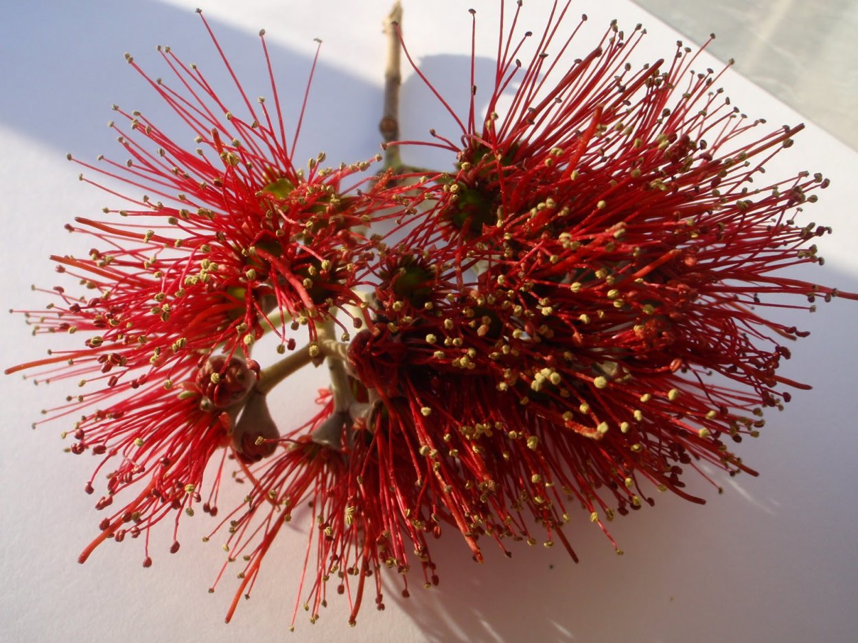 Похутукава дерево