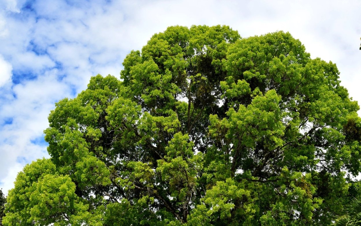 Дерево элгарио