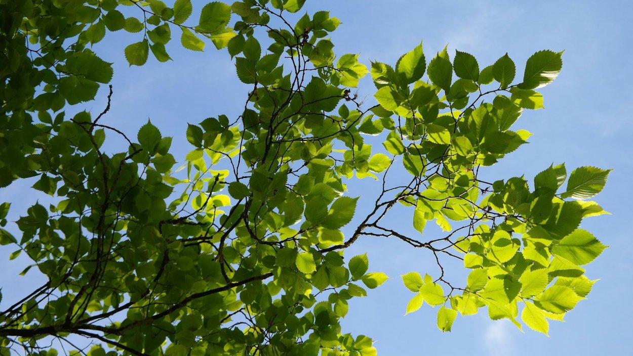 Вяз гладкий раскидистый