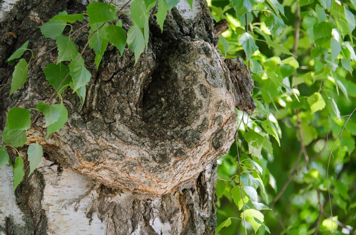 Березовый пень