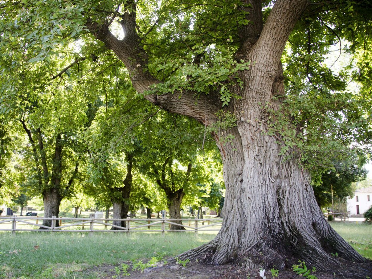 Вяз карагач