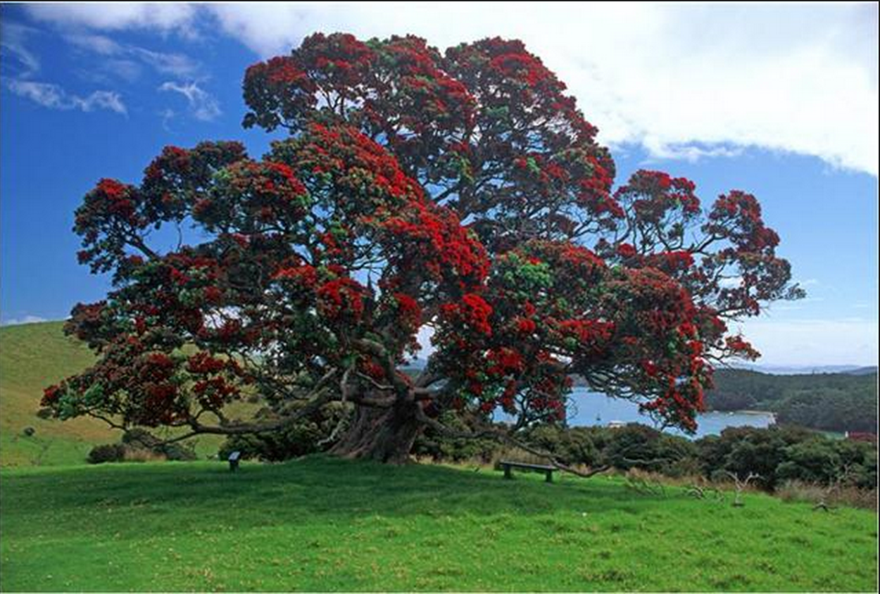 Миртовое деревце Метросидерос