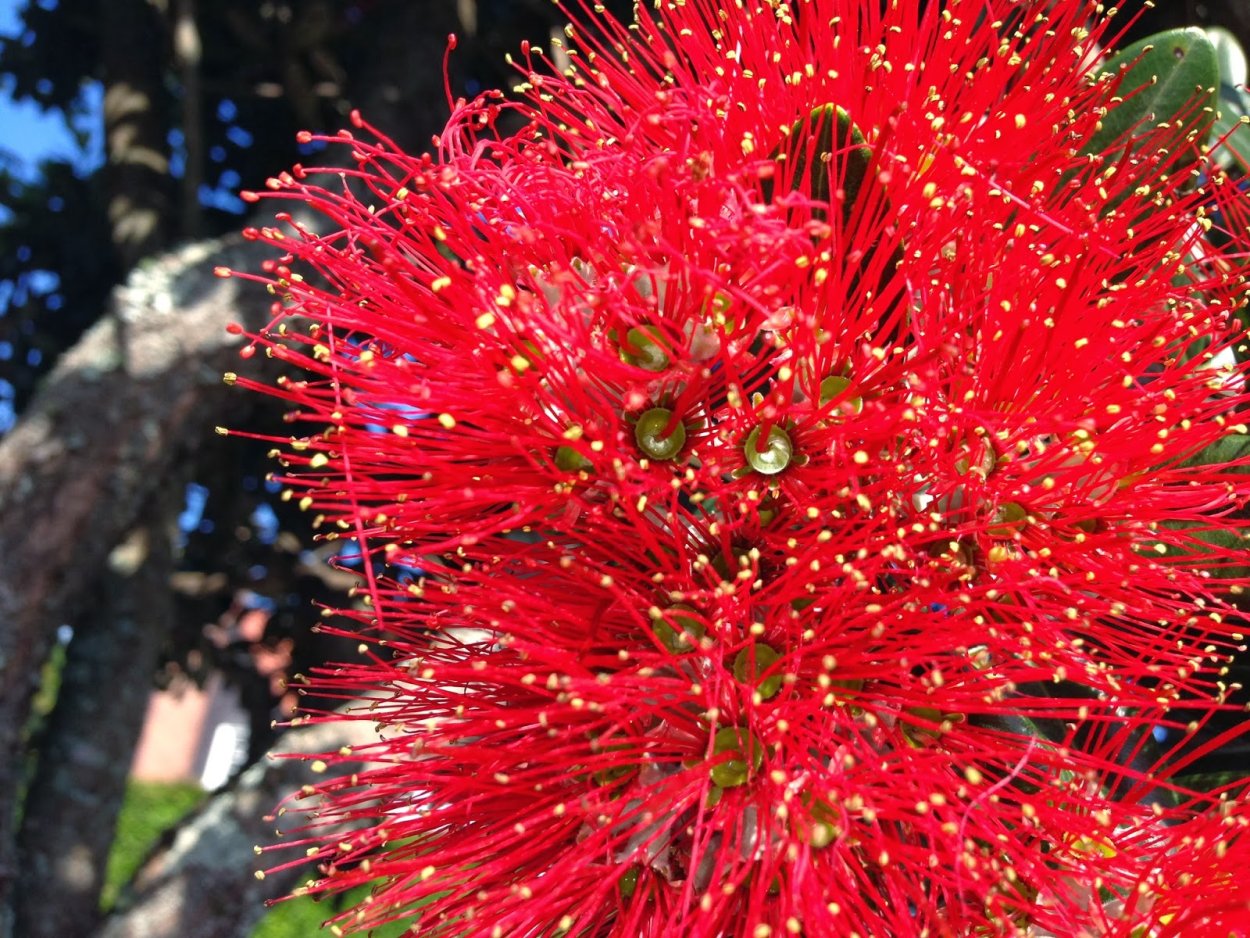 Дерево в новой Зеландии Похутукава