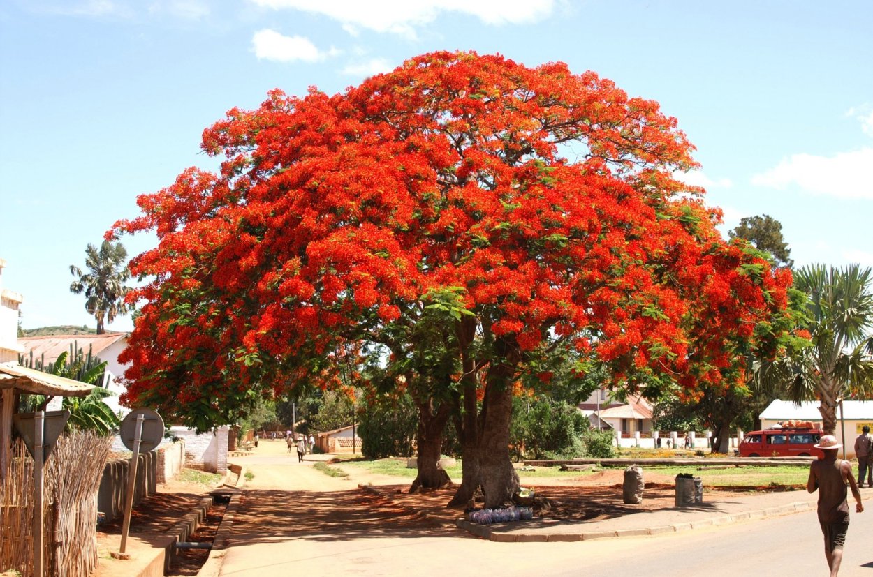Рождественское дерево новой Зеландии