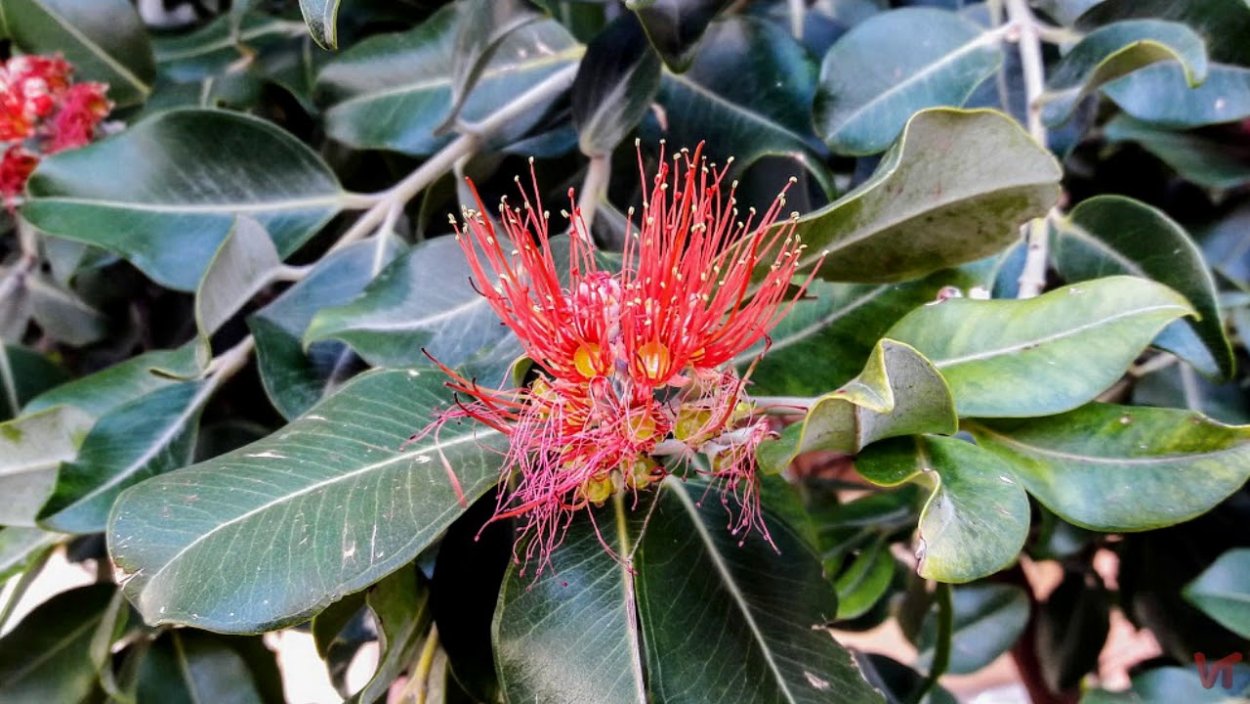 Миртовое деревце Метросидерос