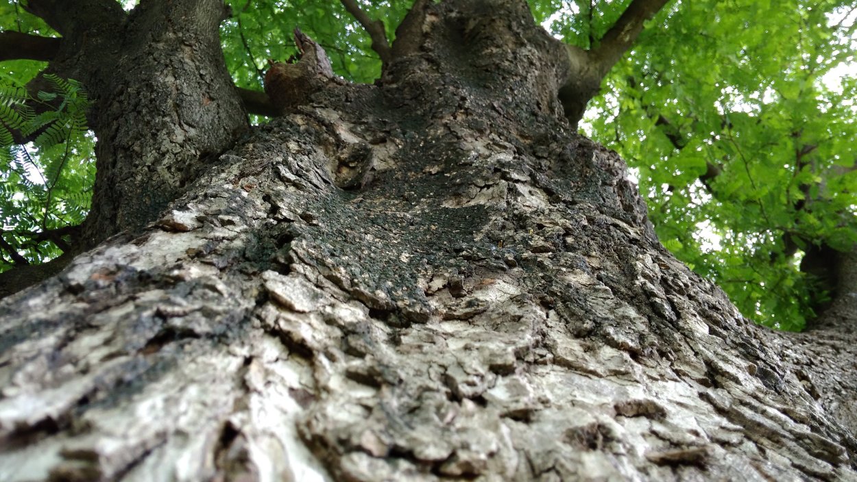 Берест фото