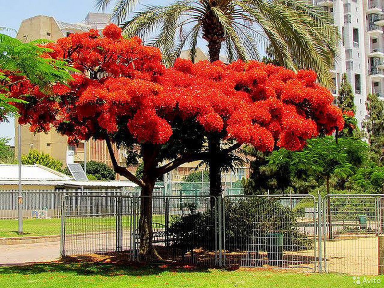 Похутукава дерево цветет в природе обои