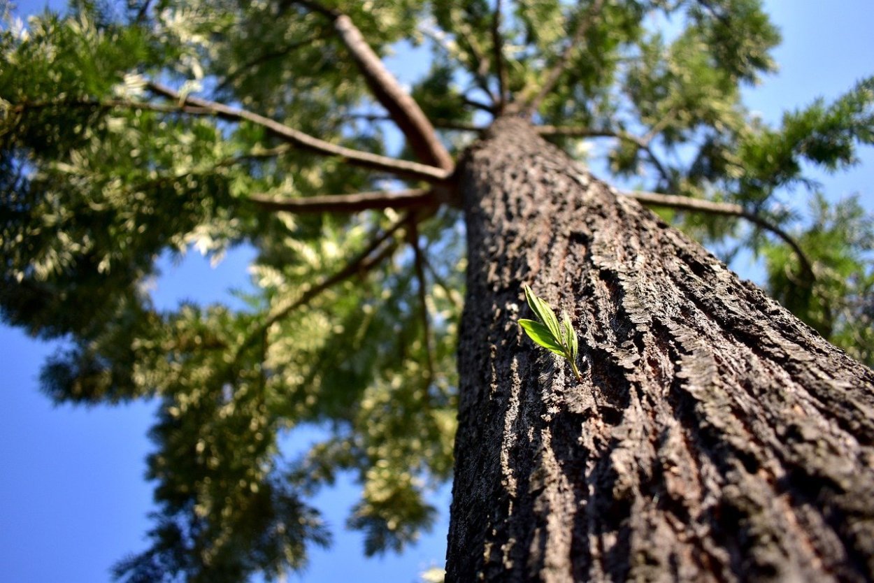Берест дерево